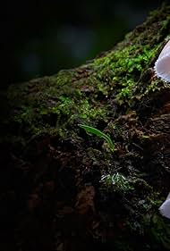 Watch Free Fungi The Web of Life (2023)